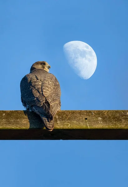 Gyrfalcon Cinza Adulto Lua Colúmbia Britânica Canadá Norte Americano — Fotografia de Stock