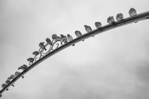 Rock Pigeon British Columbia Canada North American — Stock Photo, Image