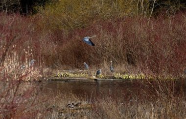 Delta British Columbia, Kanada, Kuzey Amerika 'da büyük mavi balıkçıl.