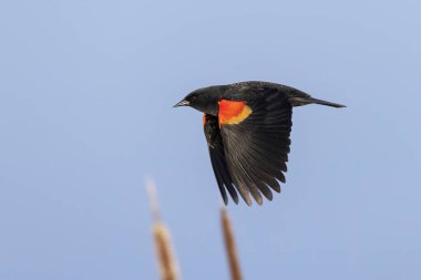Richmond British Columbia, Kanada, Kuzey Amerika 'da kırmızı kanatlı karatavuk