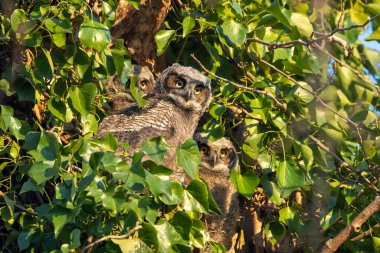 Büyük boynuzlu baykuş yuvası ve baykuşçuğu Delta BC Kanada