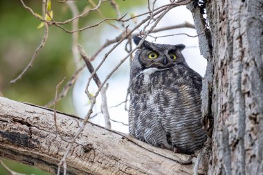 Erkek büyük boynuzlu baykuş Delta BC Kanada 'da