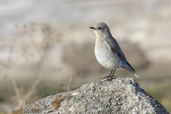 Weiblicher Gebirgsblauvogel Bei British Columbia Kanada Nordamerikanisch — Stockfoto