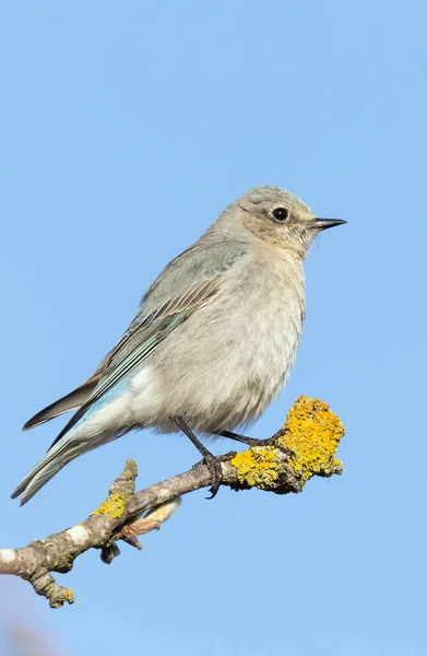 Weiblicher Gebirgsblauvogel Bei British Columbia Kanada Nordamerikanisch — Stockfoto