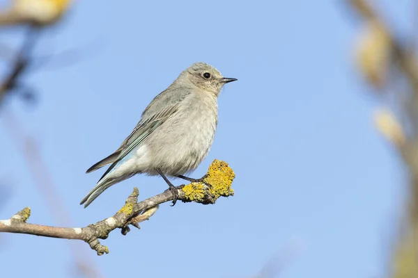 Female Mountain Bluebird British Columbia Canada North American — Stock Photo, Image