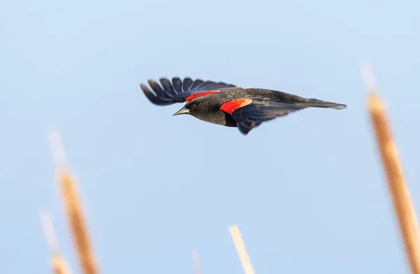 Red Winged Blackbird Richmond British Columbia Canada North American — Stock Photo, Image