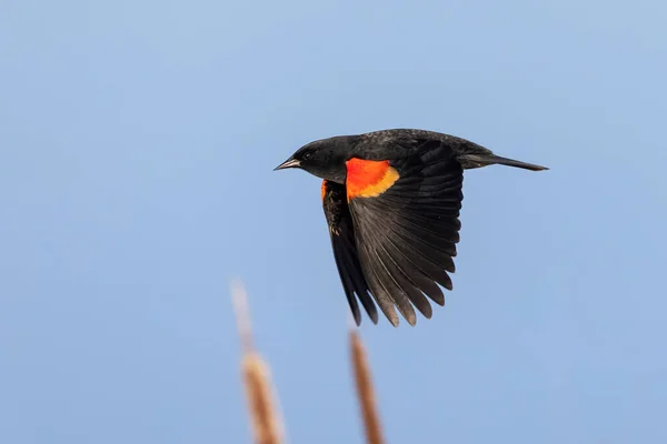 北アメリカ カナダ リッチモンドブリティッシュコロンビアの赤い翼の黒い鳥 — ストック写真