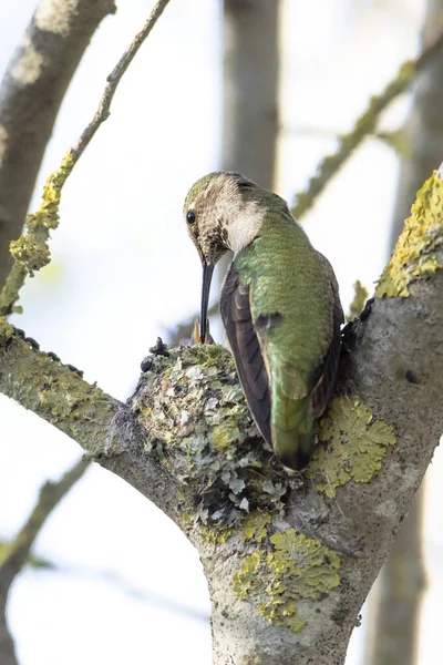 Koliber Anny Gniazdo Delta Kanada — Zdjęcie stockowe