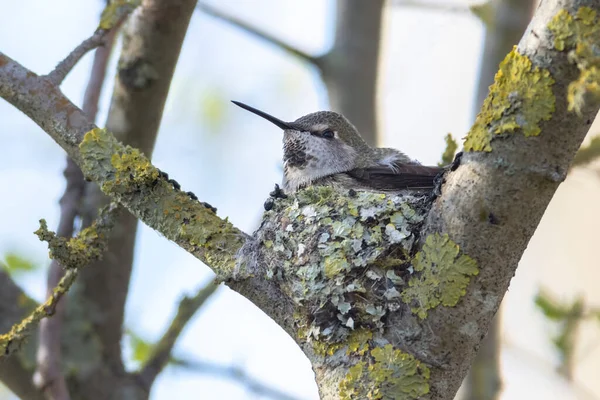 Anna Hummingbird Nest Delta Canada — Stock Photo, Image