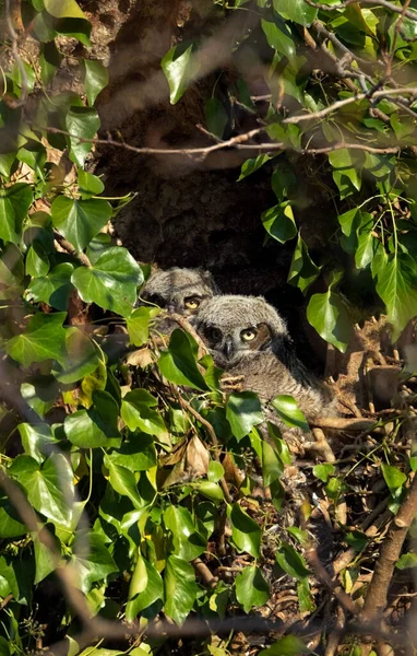 Uhu Nest Delta Canada — Stockfoto