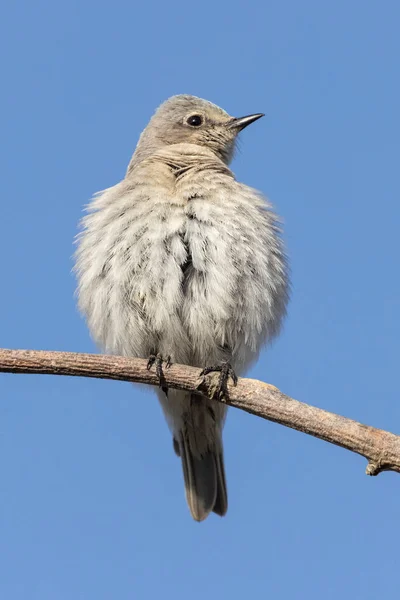 Kvinna Mountain Bluebird Vid British Columbia Canada Nordamerikansk Royaltyfria Stockfoton