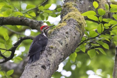 Vancouver BC Kanada 'da ağaçkakan kuşu