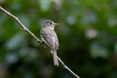 Hammond 's Flycatcher kuşu BC Vancouver Kanada' da