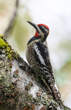 Vancouver BC Kanada 'da kırmızı peçeteli Sapsucker