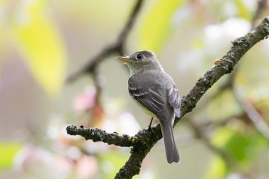 Hammond 's Flycatcher kuşu BC Vancouver Kanada' da