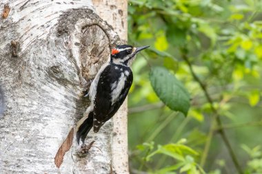 Vancouver BC Kanada 'da kıllı ağaçkakan kuşu