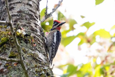 Vancouver BC Kanada 'da kırmızı peçeteli Sapsucker