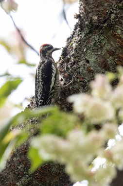 Vancouver BC Kanada 'da kırmızı peçeteli Sapsucker