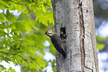Vancouver BC Kanada 'da ağaçkakan kuşu