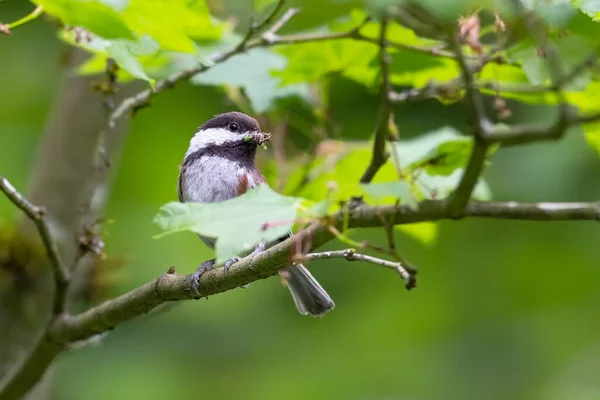 Castanha Apoiou Chickadee Vancouver Canada — Fotografia de Stock