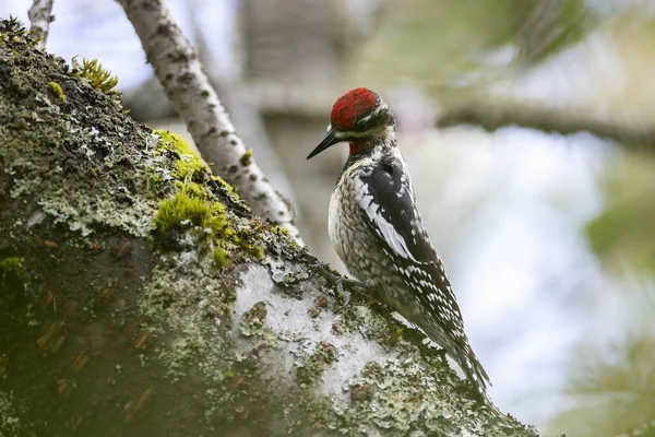 Vancouver Kanada Kırmızı Peçeteli Sapsucker — Stok fotoğraf