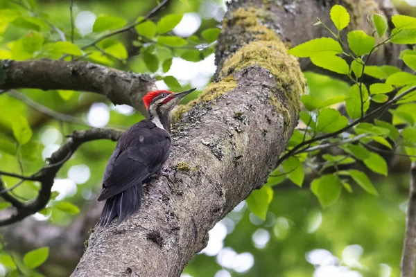 Pileated Woodpecker Bird Vancouver Canada — Stock fotografie