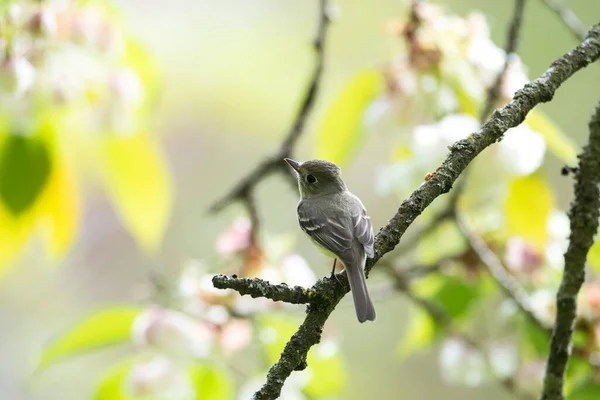 Hammond Flycatcher Kuşu Vancouver Kanada — Stok fotoğraf