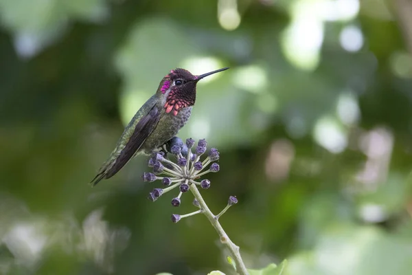 Colibrí Anna Vancouver Canada —  Fotos de Stock