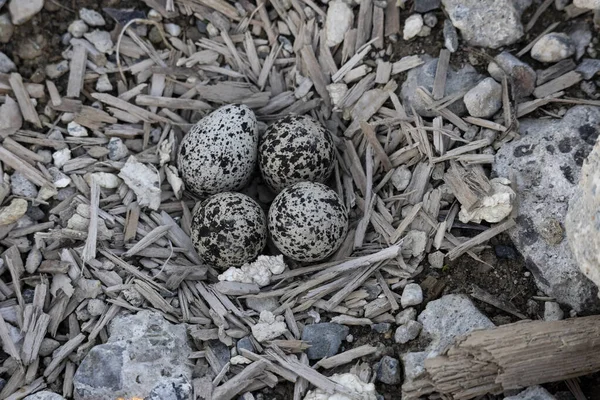 Killdeer Shorebird Eggs Vancouver Canada — Stock Photo, Image