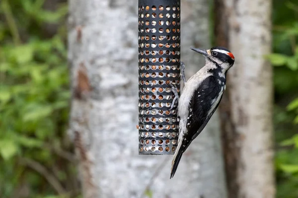 Hairy Woodpecker Bird Vancouver Canada — Stock Photo, Image