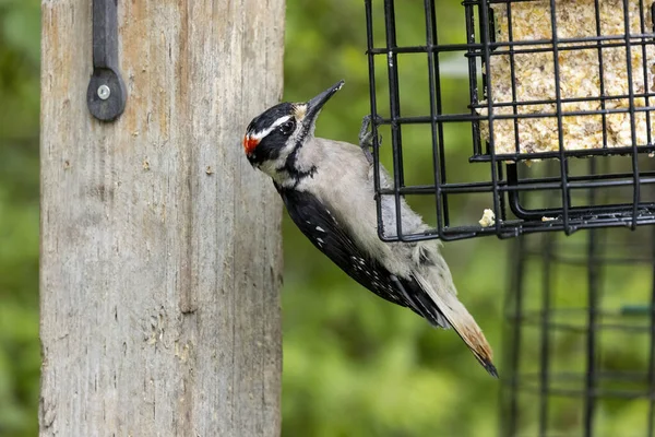 Hairy Woodpecker Bird Vancouver Canada — Stock Photo, Image