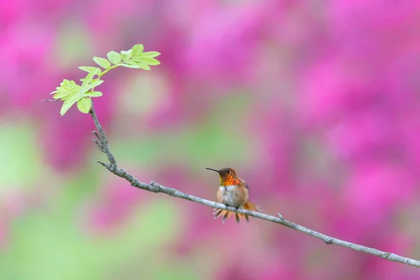 Rufous Koliber Ptak Vancouver Kanada — Zdjęcie stockowe