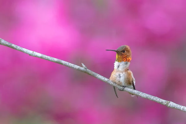 Rufous Colmingbird Vancouver Canada — Stock fotografie