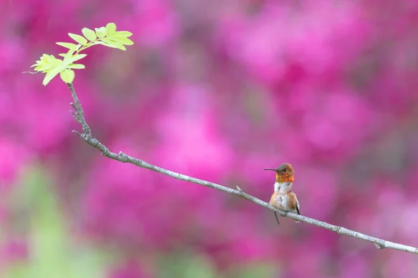 Rufous Kolibrie Vancouver Canada — Stockfoto