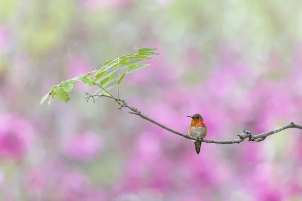 Rufous Kolibri Vogel Bei Vancouver Kanada — Stockfoto