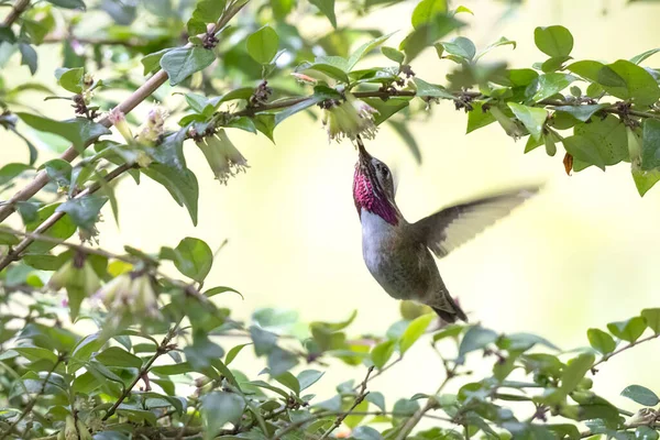 Uccello Colibrì Calliope Vancouver Canada — Foto Stock