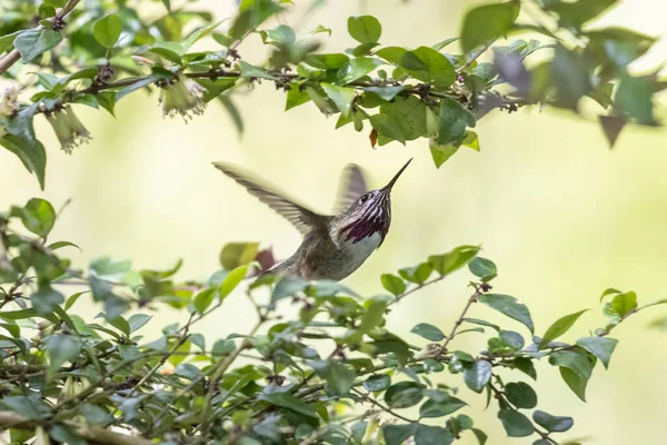 Colibrí Calíope Vancouver Canada — Foto de Stock