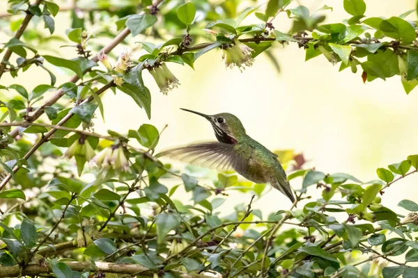 Calliope Kolibri Bei Vancouver Kanada — Stockfoto