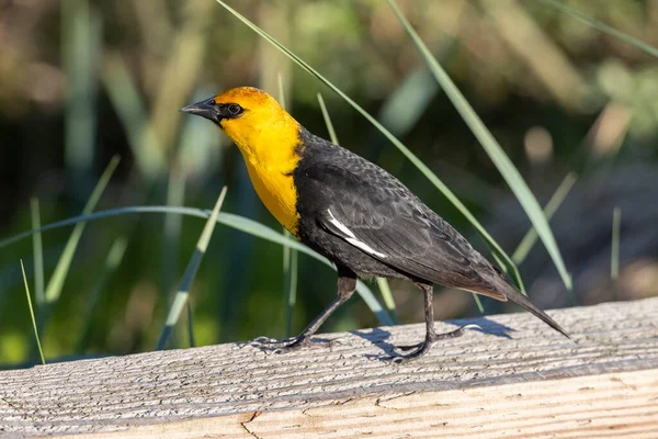 Yellow Headed Blackbird Vancouver Canada — Stock Photo, Image