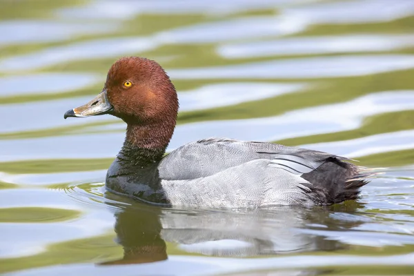 不列颠哥伦比亚省温哥华湖上的红头鸭 — 图库照片