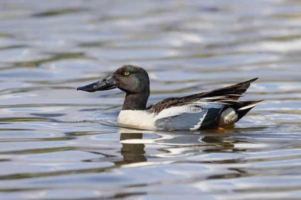 Northern Shoveler Duck Vancouver Canada — Stock Photo, Image