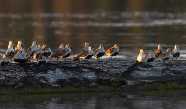 Dunlin Shorebird Upierzeniu Hodowlanym Vancouver Kanada — Zdjęcie stockowe