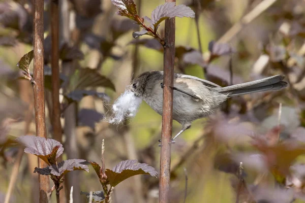 Bushtit Collecting Nest Material Vancouver Canada — Stock Photo, Image
