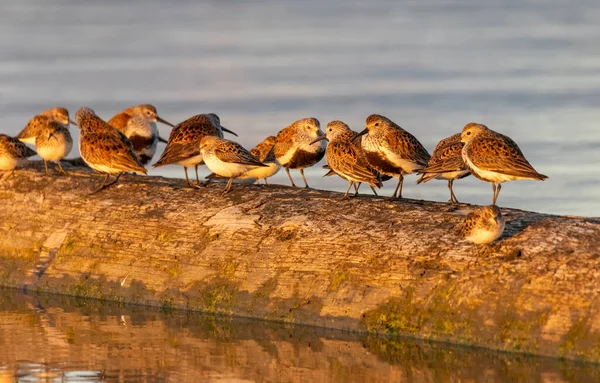 Dunlin Shorebird Upierzeniu Hodowlanym Vancouver Kanada — Zdjęcie stockowe