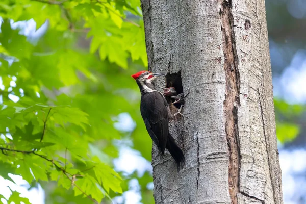 バンクーバーでの木鳥の操縦 Canada — ストック写真