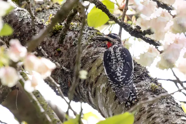 Red Naped Sapsucker Στο Βανκούβερ Καναδά Royalty Free Εικόνες Αρχείου