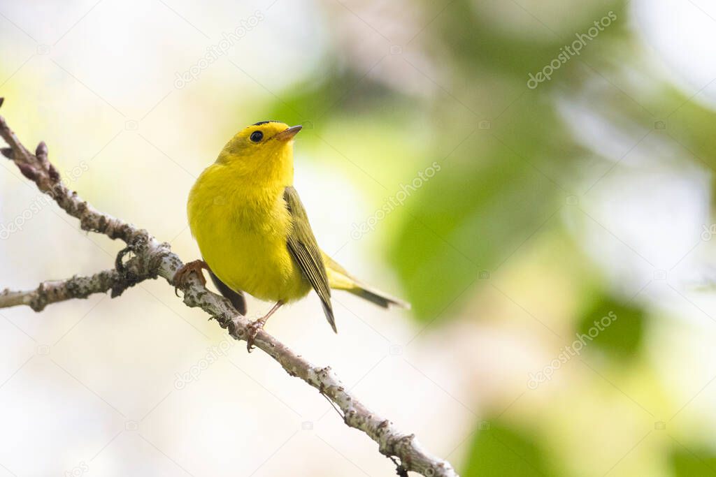 wilson's warbler bird at Vancouver BC Canada