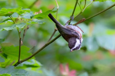 Chestnut, MÖ Vancouver 'da Chickadee' yi destekledi.