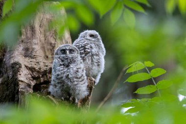 Delta BC Kanada 'da engelli baykuş.