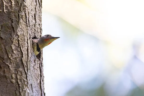 Northern Flicker Chick Bird Vancouver Canada — Zdjęcie stockowe